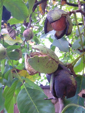 walnuts2.jpg