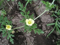 watermelonflowers.jpg