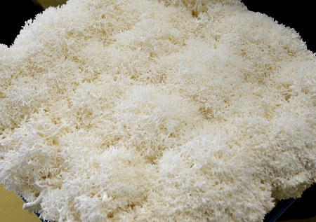 さんごヤマブシタケの美味しさと効能に驚き！｜農畜産物｜長野県の