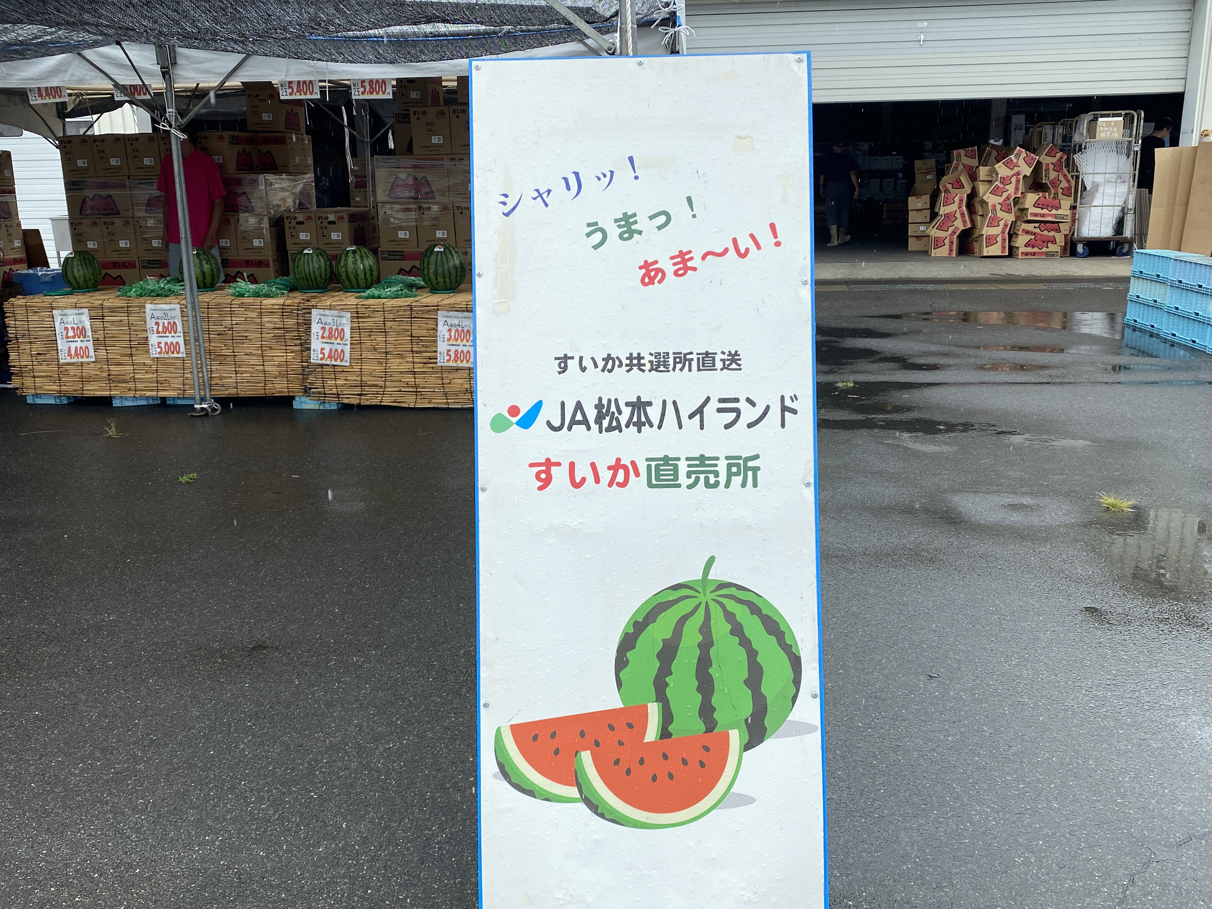 来たれ、信州松本のすいか村！朝採れすいかを求めて