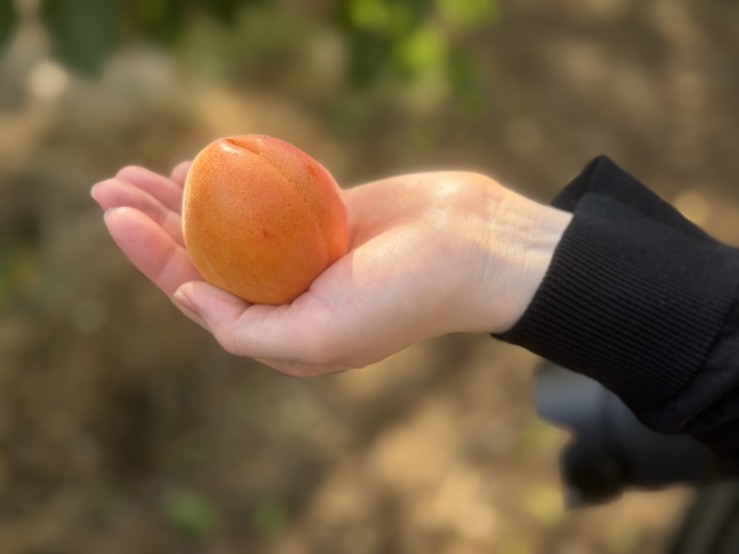 あんずの季節がやってきました