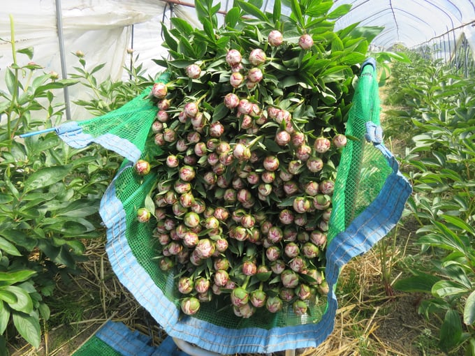 noutiku04-20250515