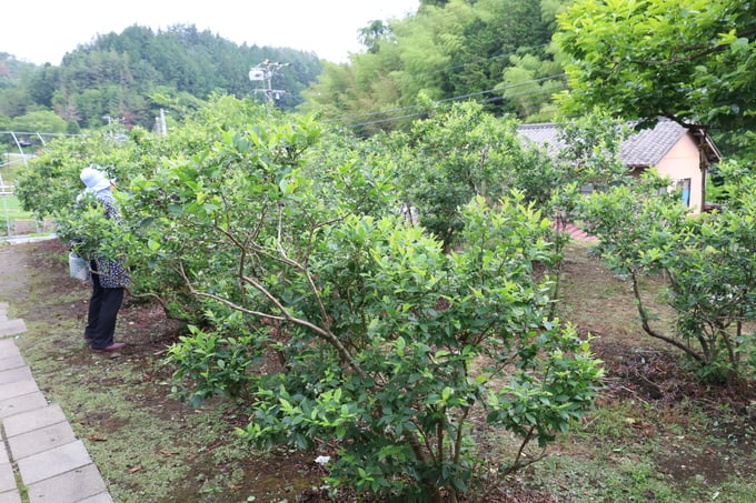 noutiku09-20250625