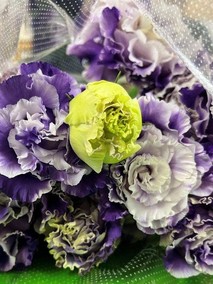 リシアンサス 長野県千曲市から世界を魅了するリシアンサス