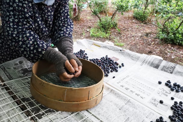 ブルーベリー選別作業