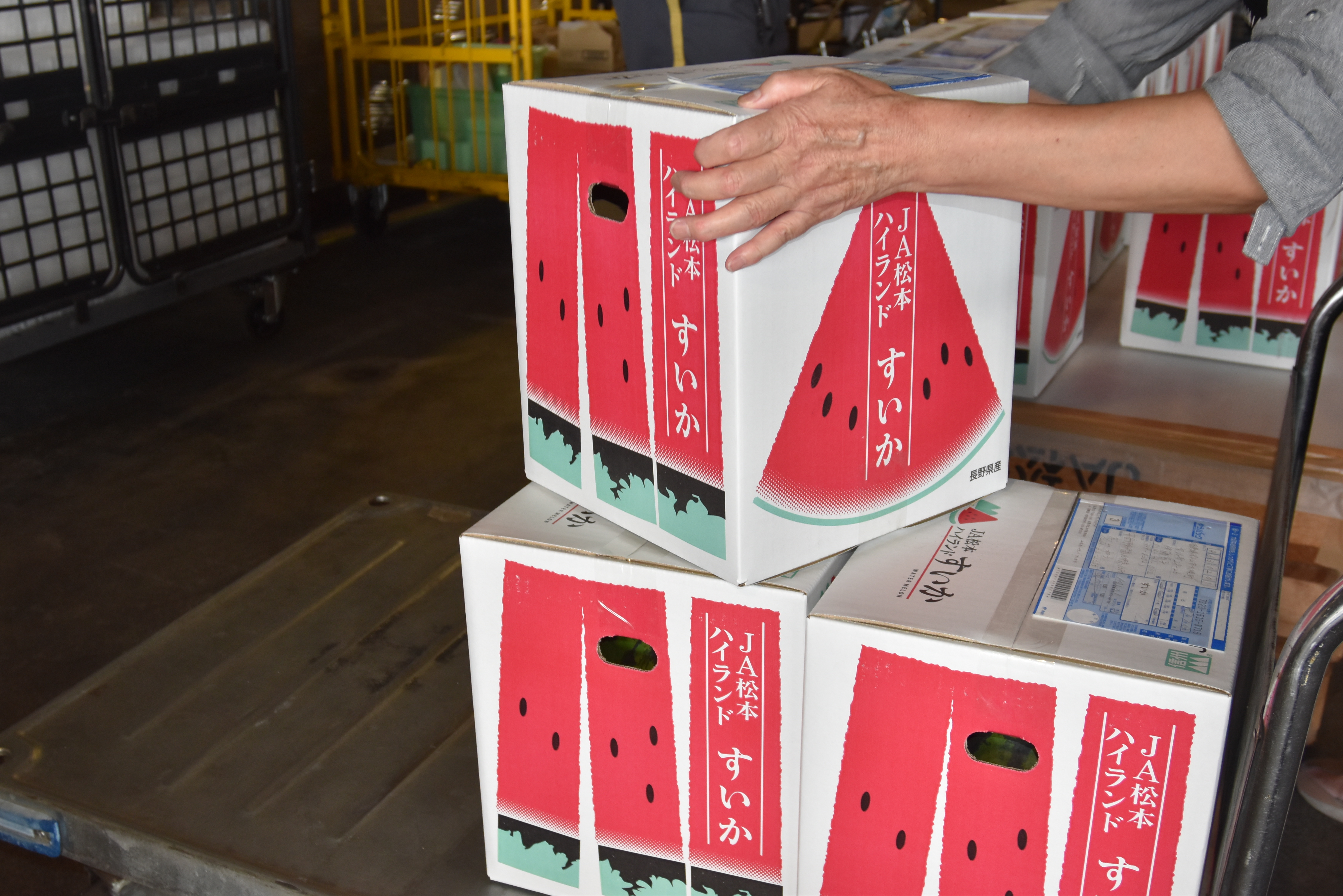 来たれ、信州松本のすいか村！朝採れすいかを求めて