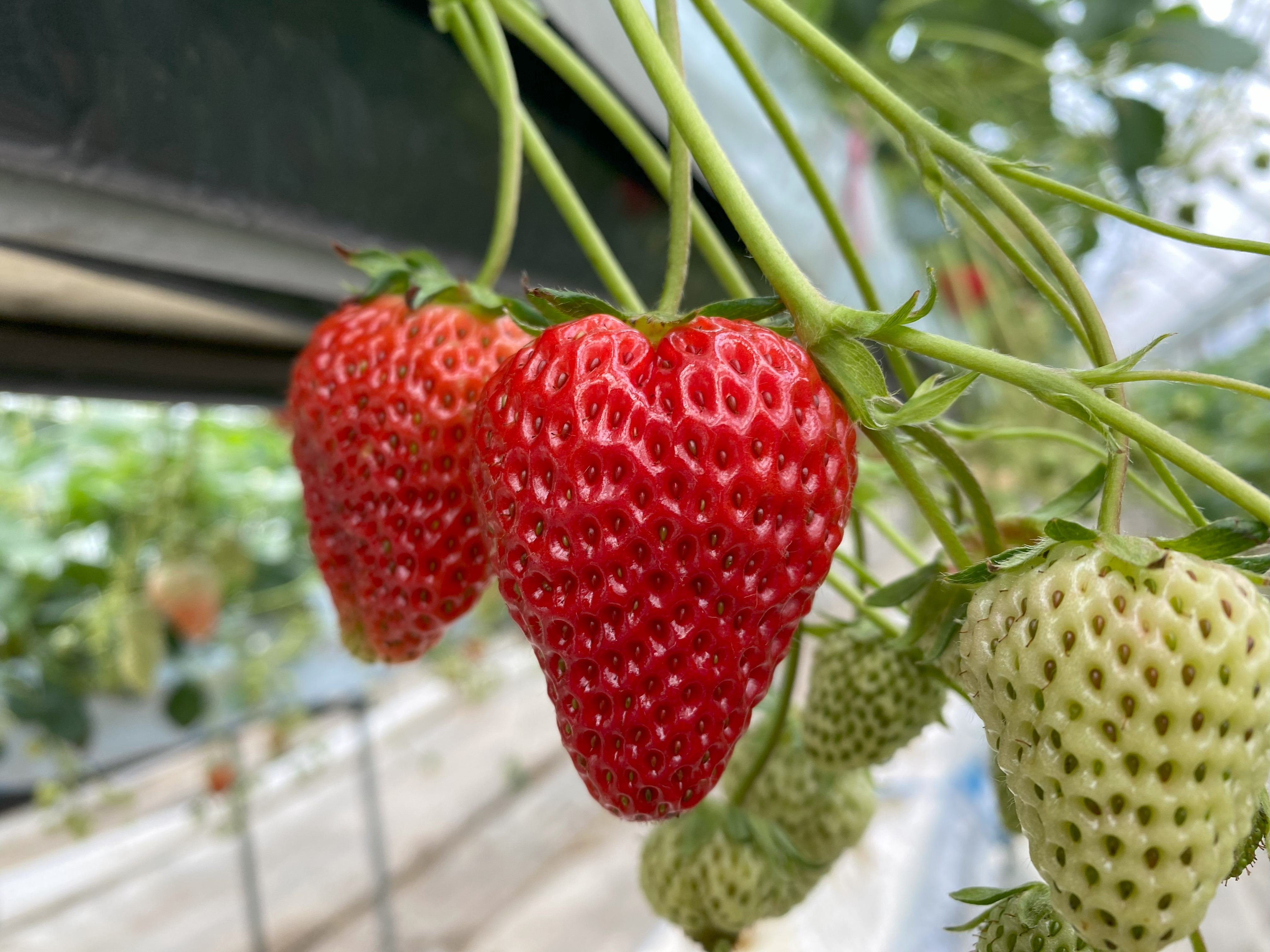 上田市でレッツ☆いちご狩り！
