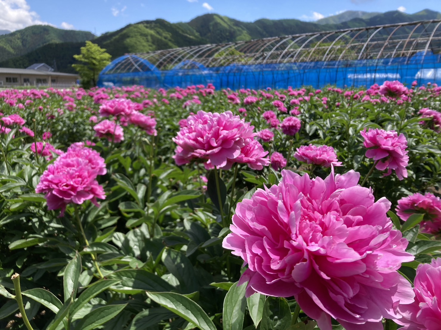 うるわしのシャクヤク、長野県が日本一の産地