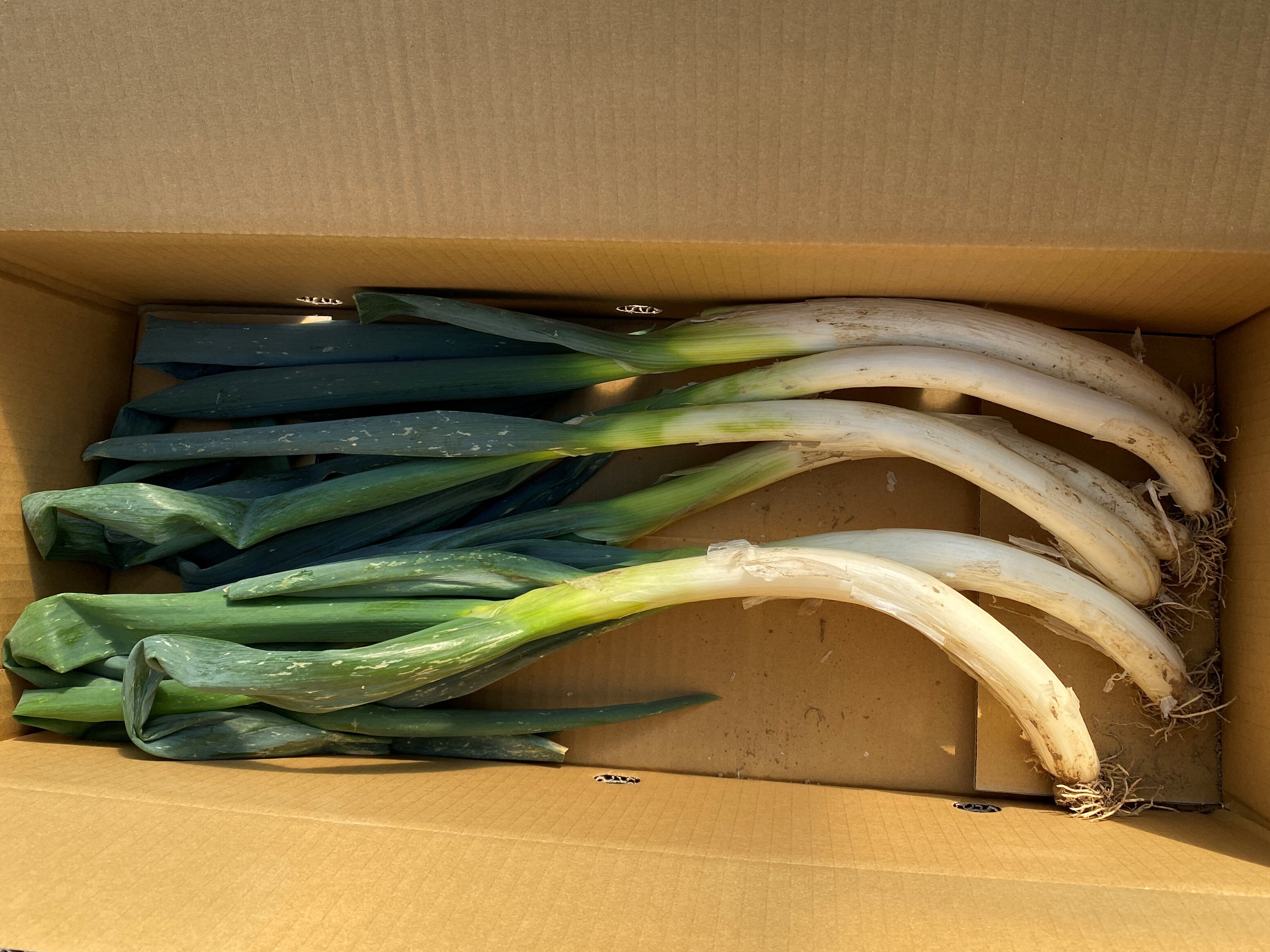 信州の冬を温める伝統野菜「松本一本ねぎ」