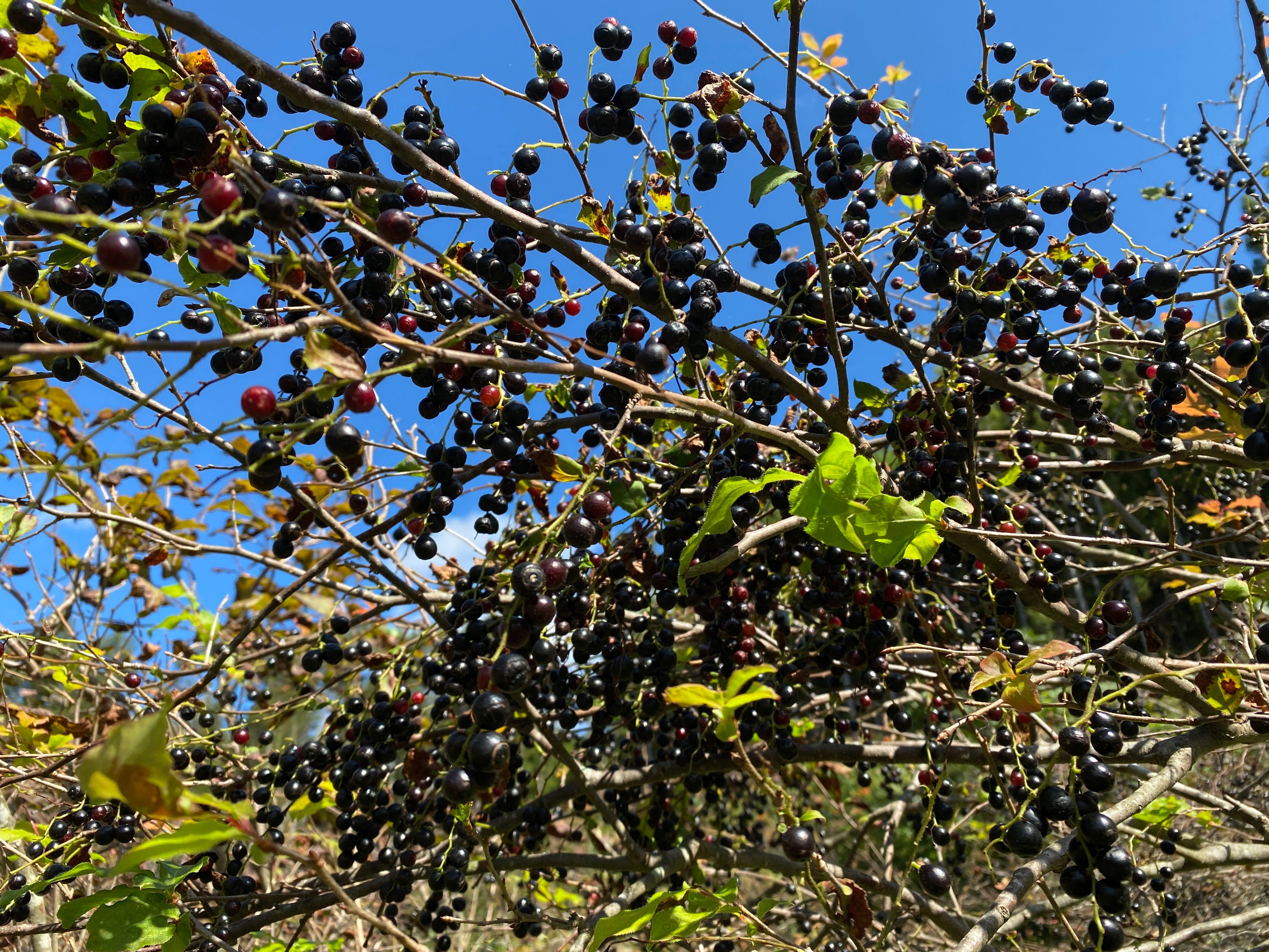 岡山県産、天然ナツハゼ、沢山の実付き、約1.6メートル果樹 すずなり黒