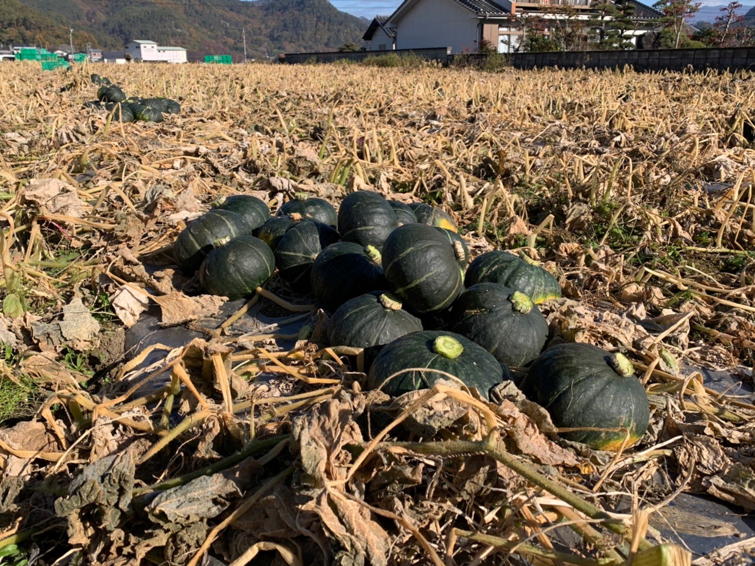 山々の変化を楽しみながら、秋の収穫そして作付け作業も