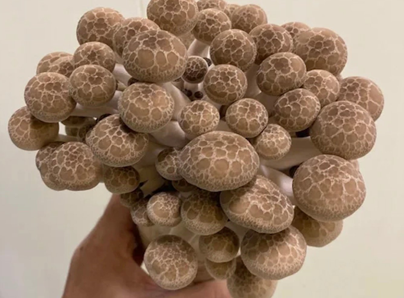 大きな大きな「ひと株ぶなしめじ」