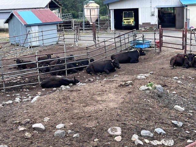 hayasi02-20260805