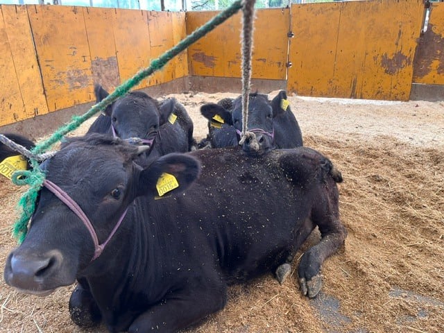 hayasi05-20260925