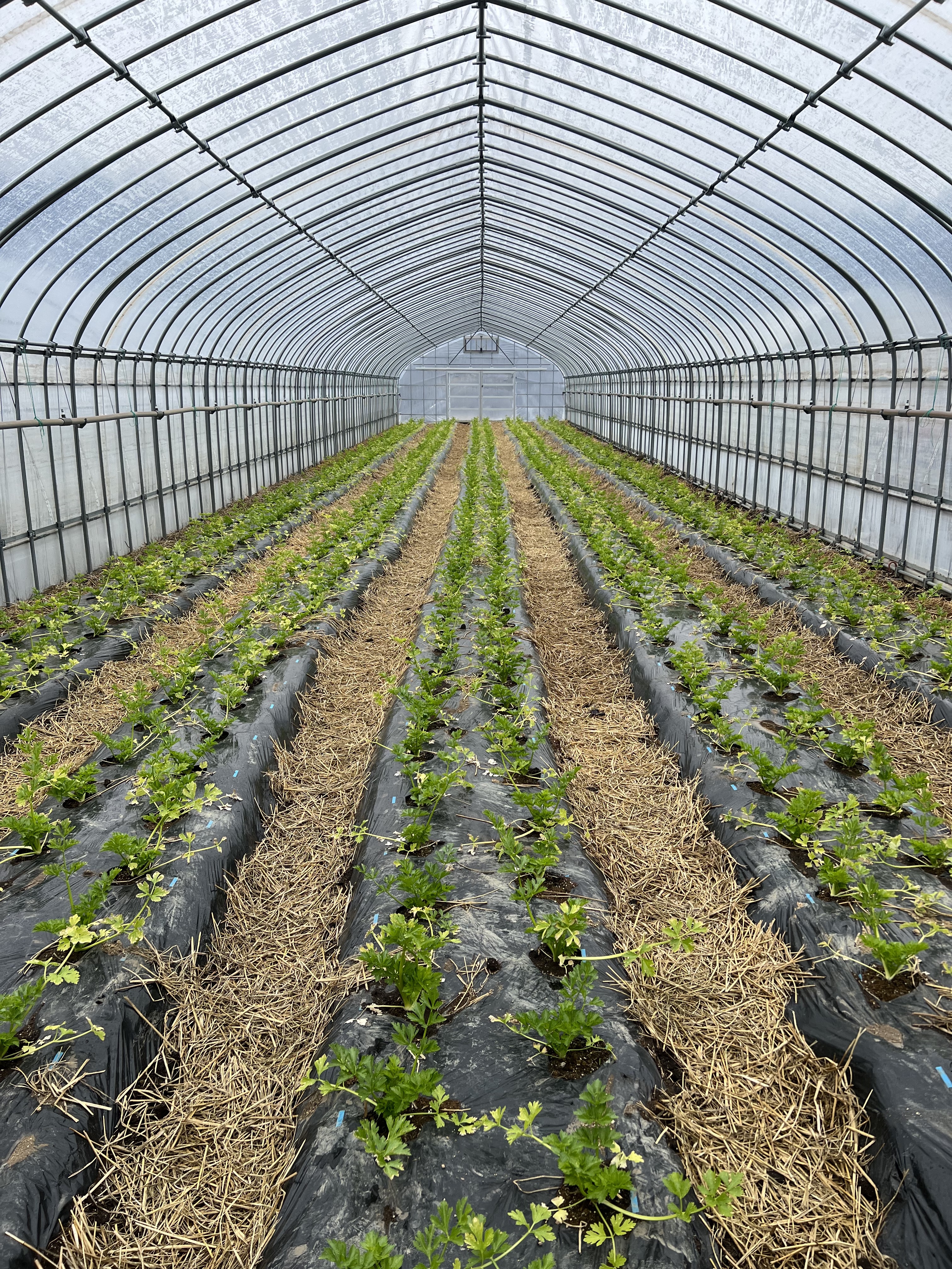 けし畑 農産物紹介 JAグループ岡山 笑味（えみ）ちゃん天気予報 | RSK山陽放送