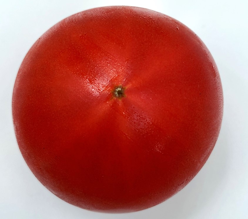 気になるトマトは、木になるトマト