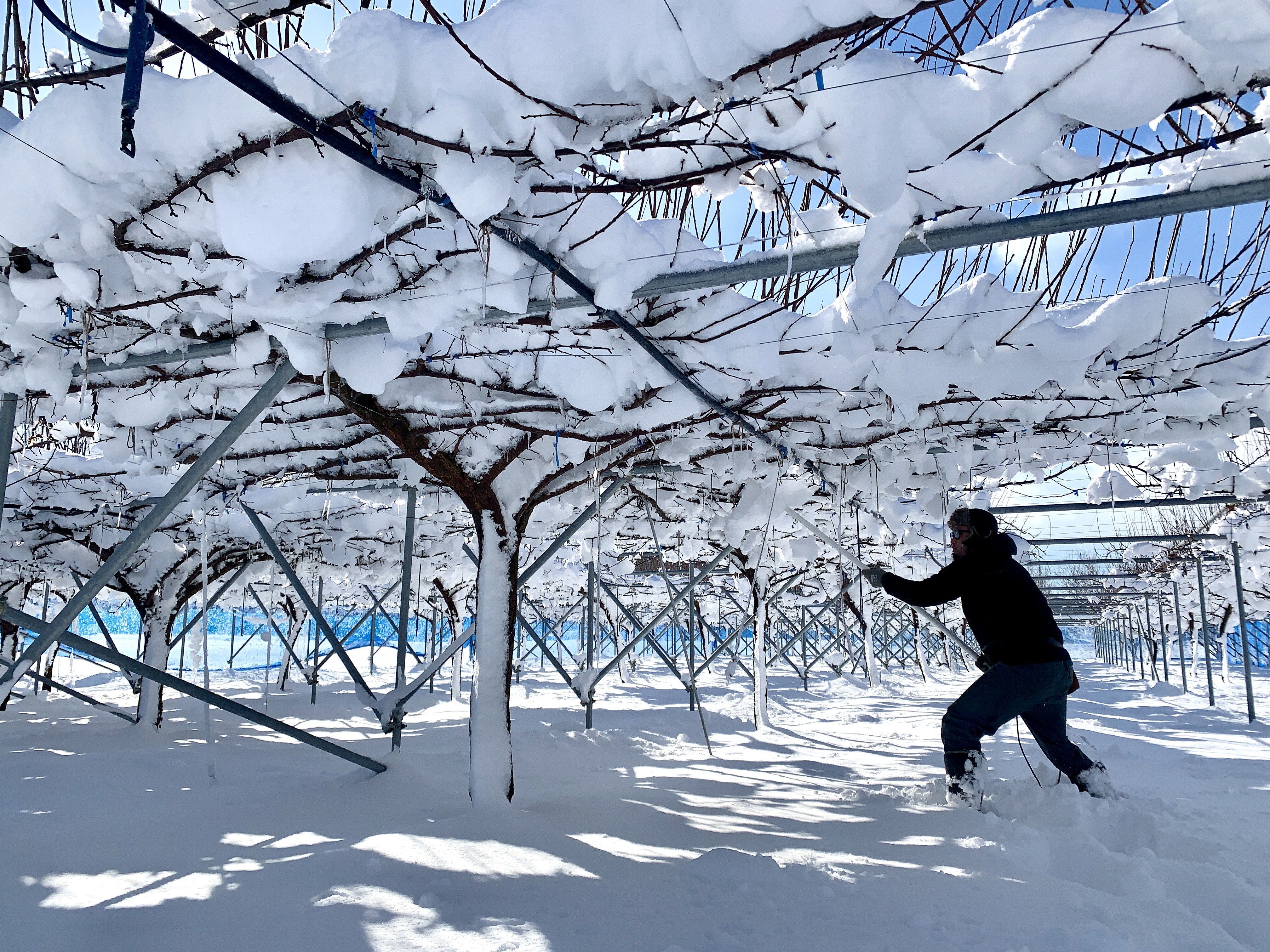 雪の中、農家の冬仕事！