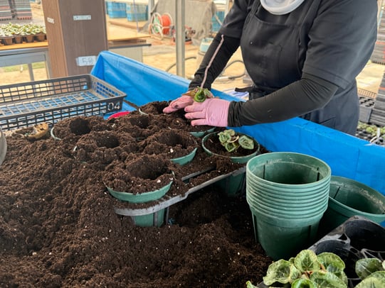 シクラメン苗の準備作業