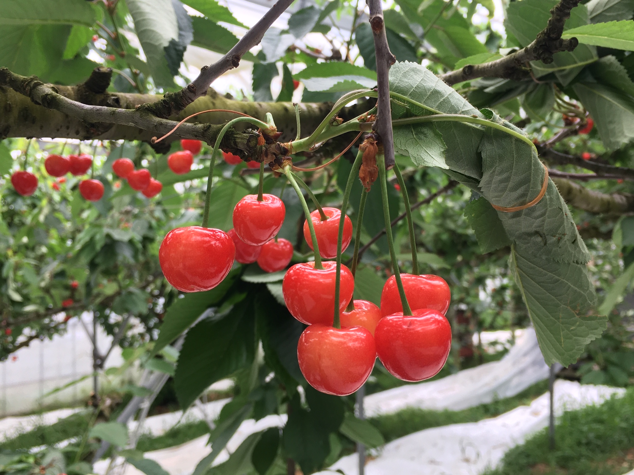 さくらんぼ狩りで甘く幸せな30分間を