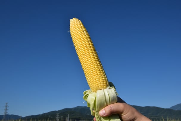 朝どれトウモロコシ