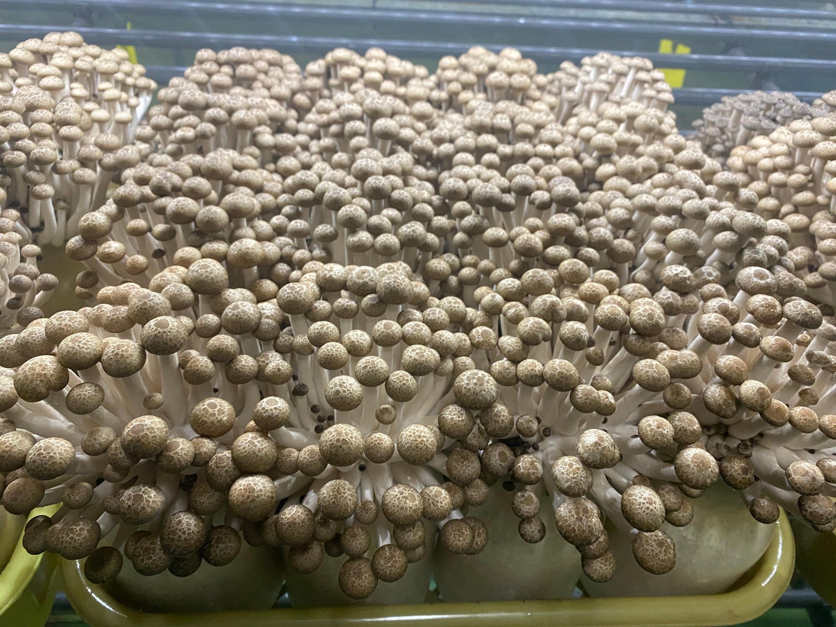 味愛豊かな「豊茸(HOUDAKE)」誕生