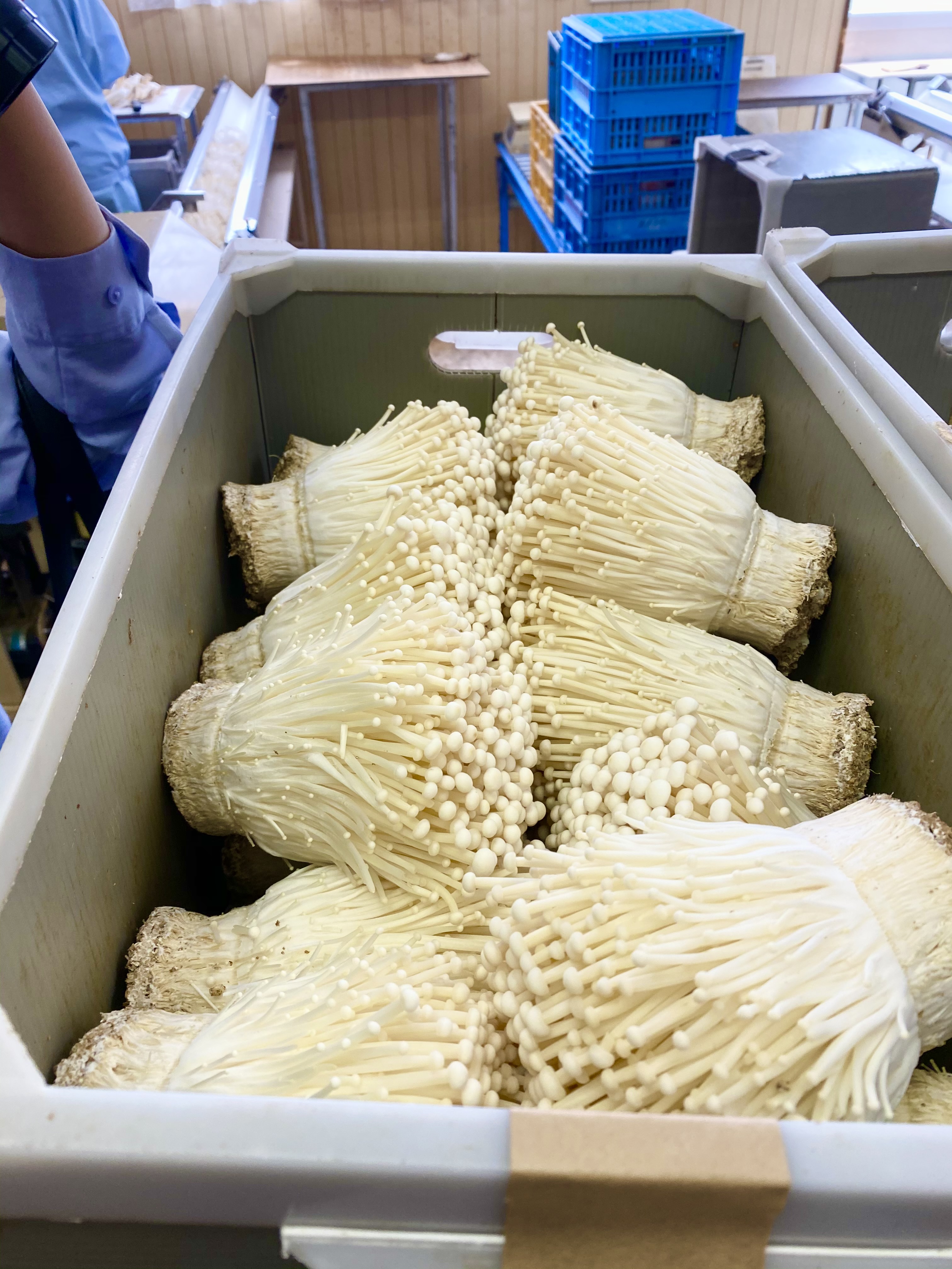 農家さんの工夫や愛情をうけて育つきのこたち