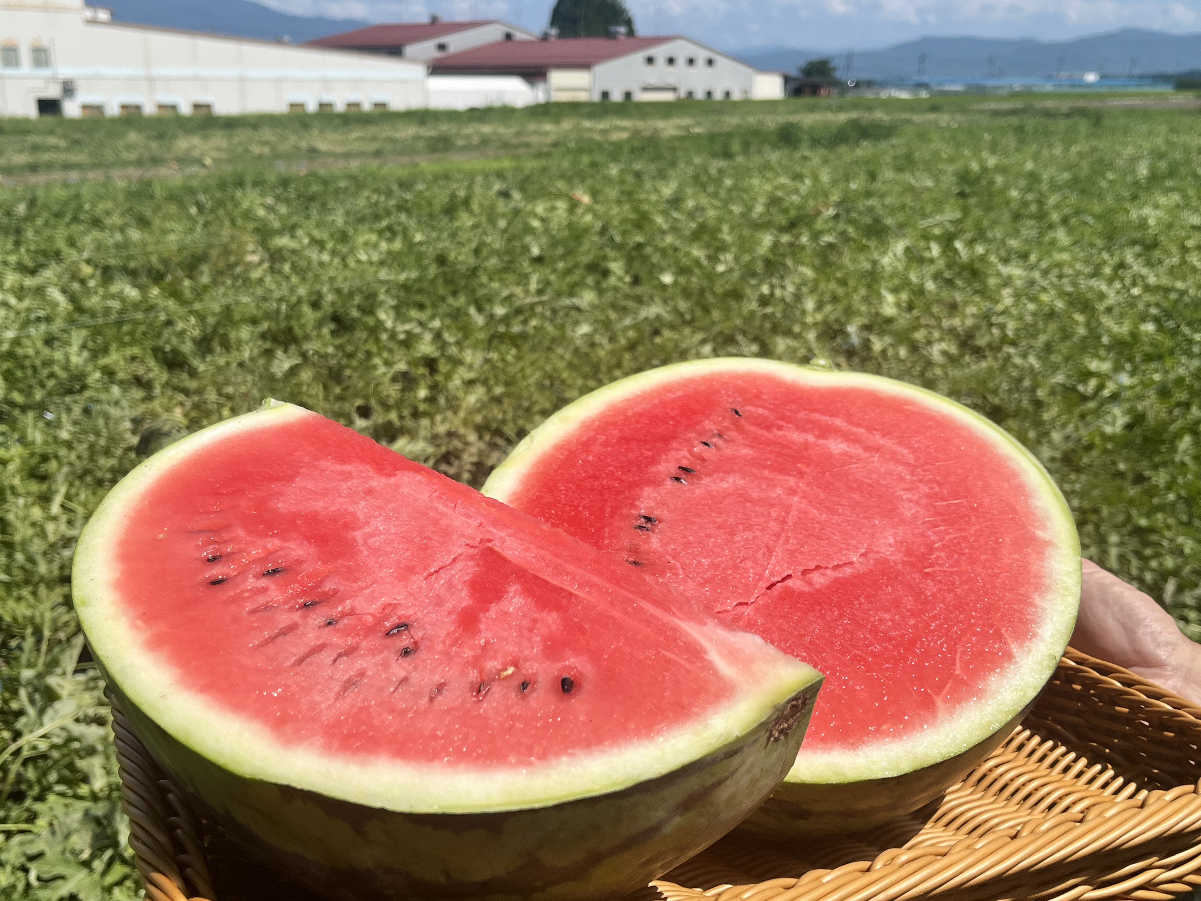 JA松本ハイランドすいか」のおいしさの秘密