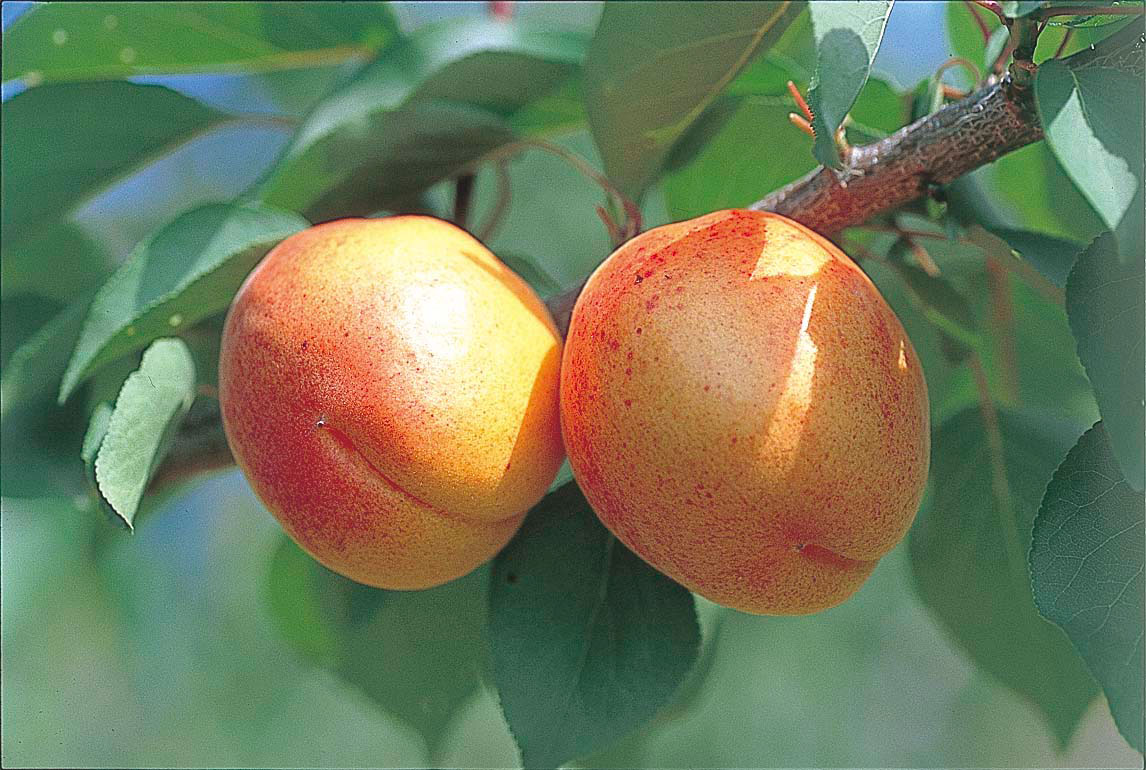 ネット予約受付中！2025年あんず販売速報