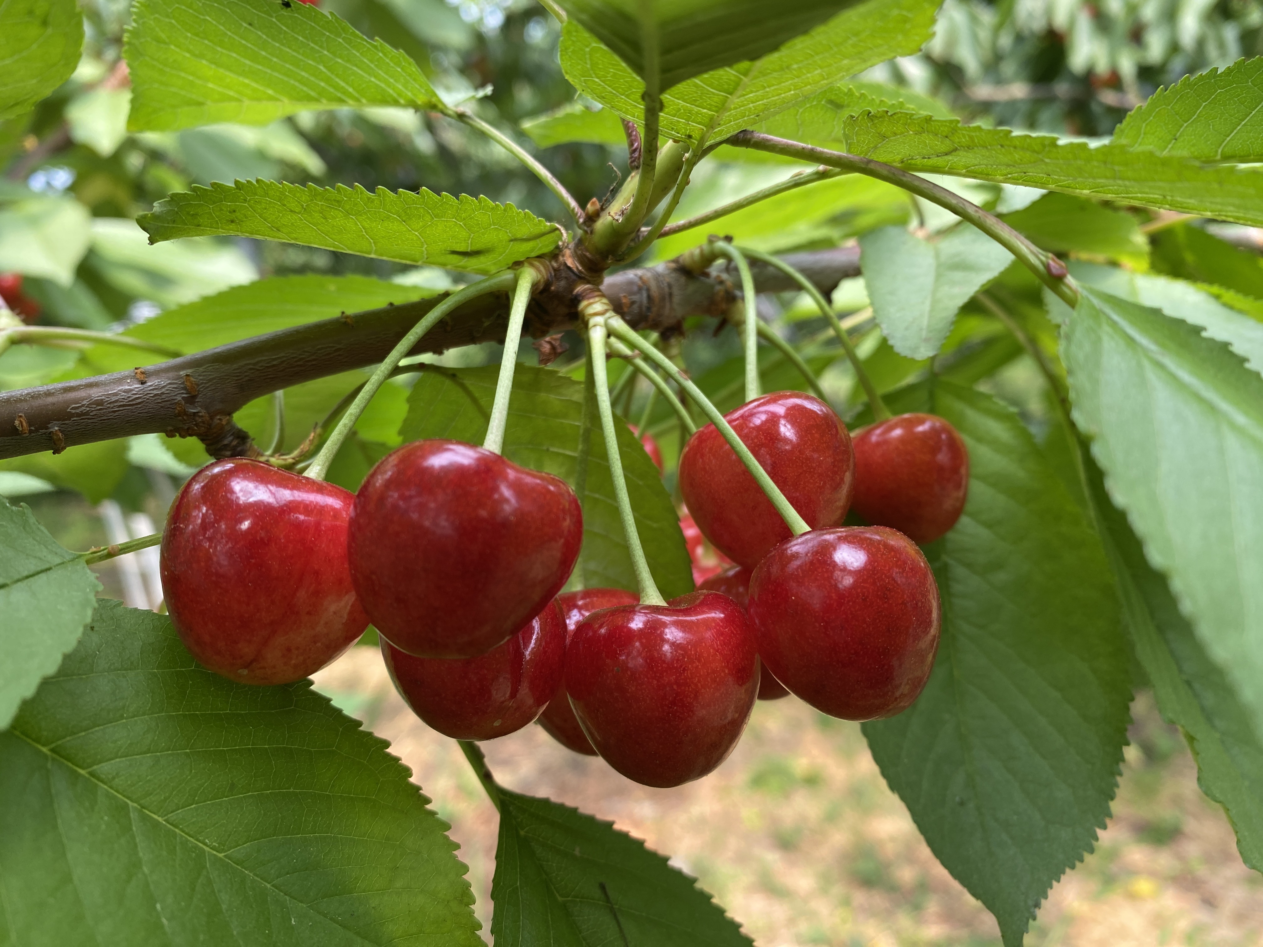 ビギナー必見。旬の宝石、さくらんぼ狩りに行こう！