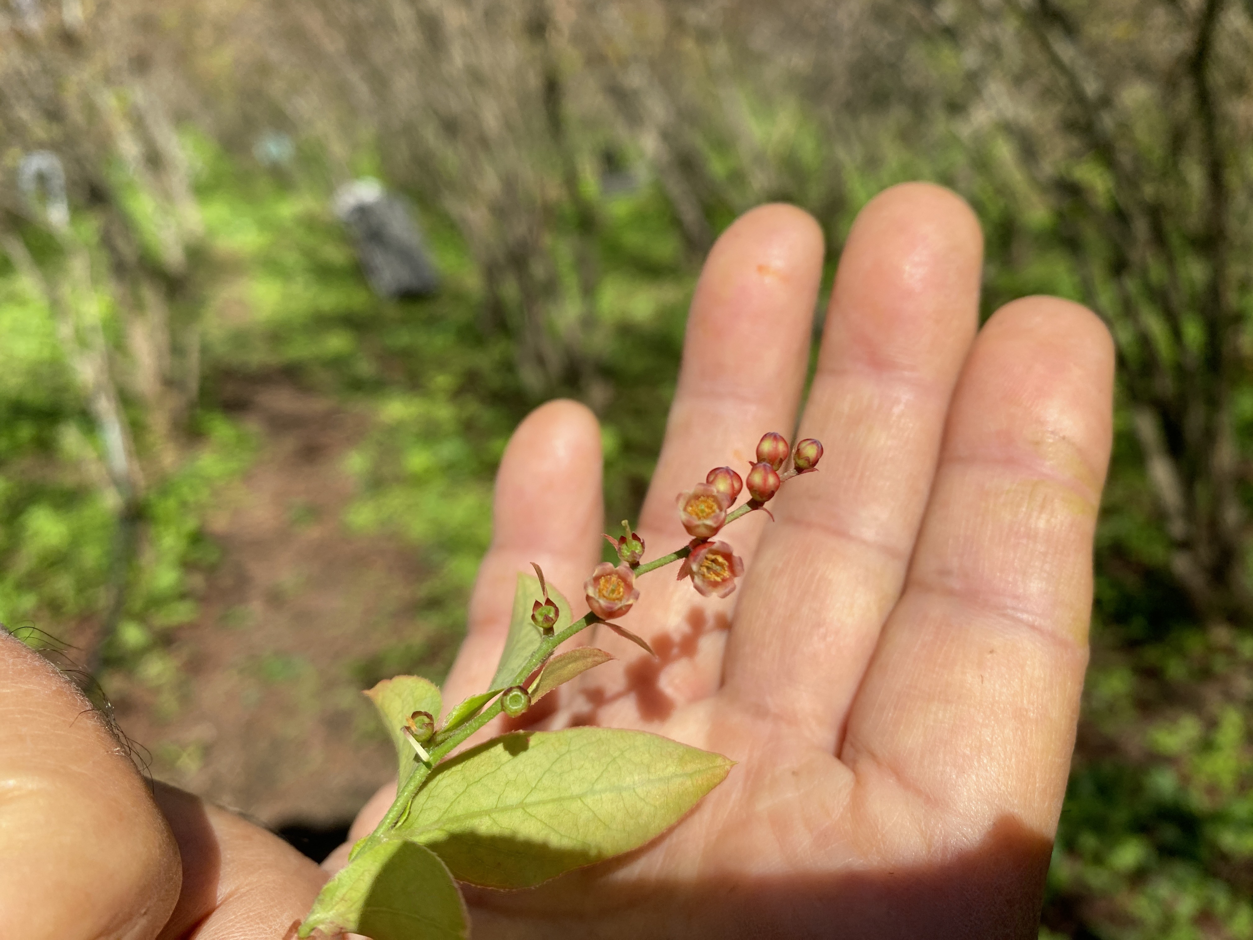 知る人ぞ知る！野趣あふれる山の果実、ナツハゼ