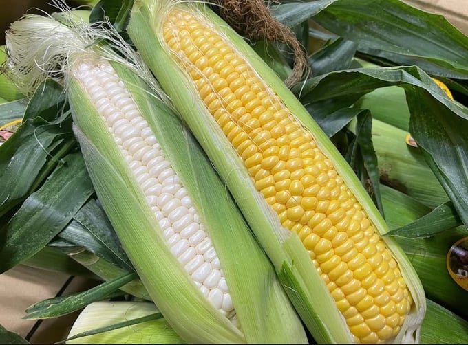 noutiku06-20250820