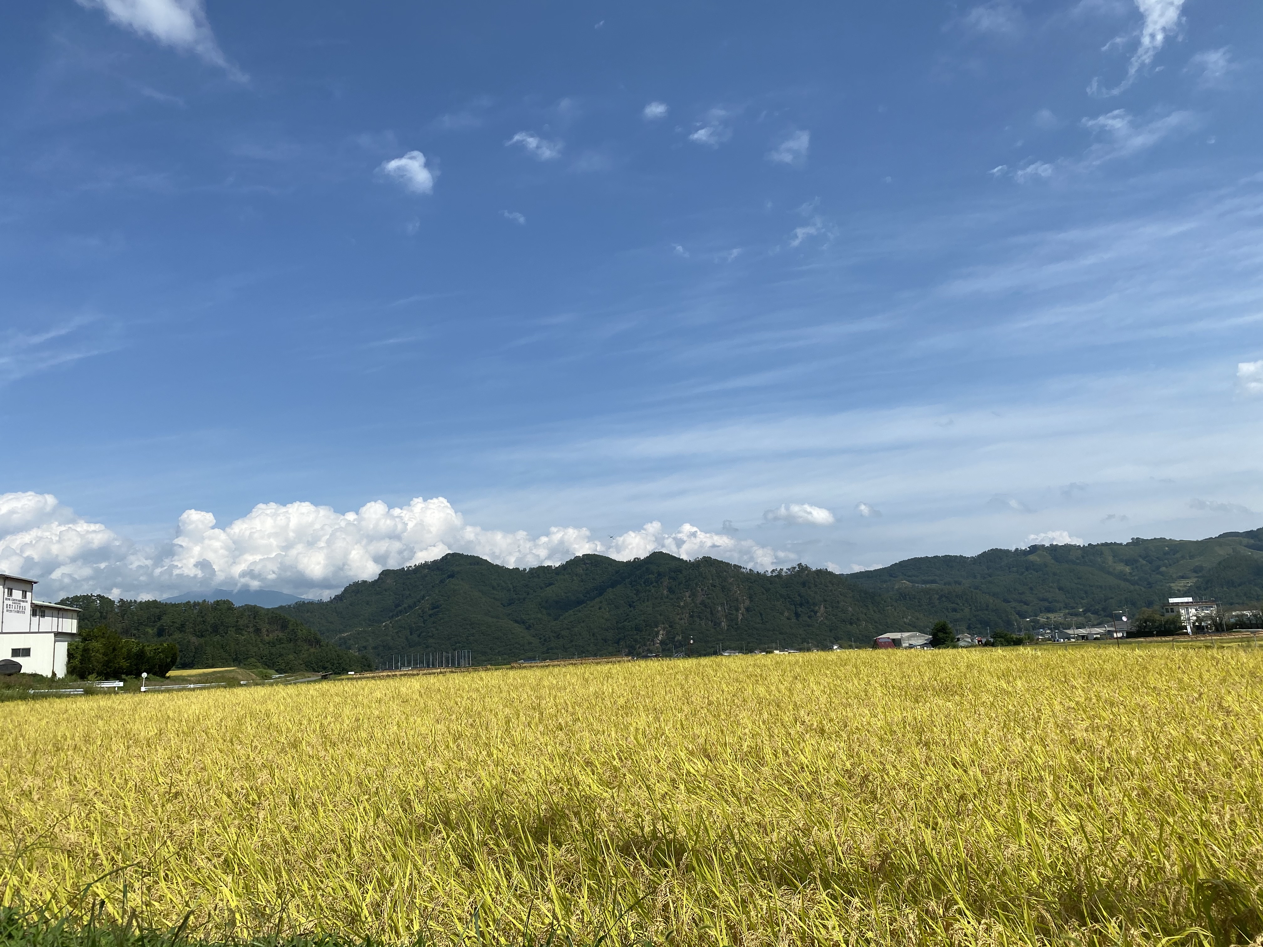 お米農家への応援メッセージご紹介