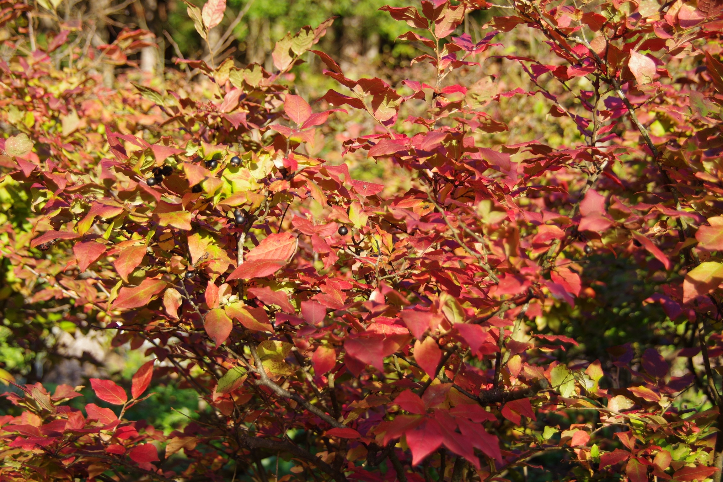 知る人ぞ知る！野趣あふれる山の果実、ナツハゼ