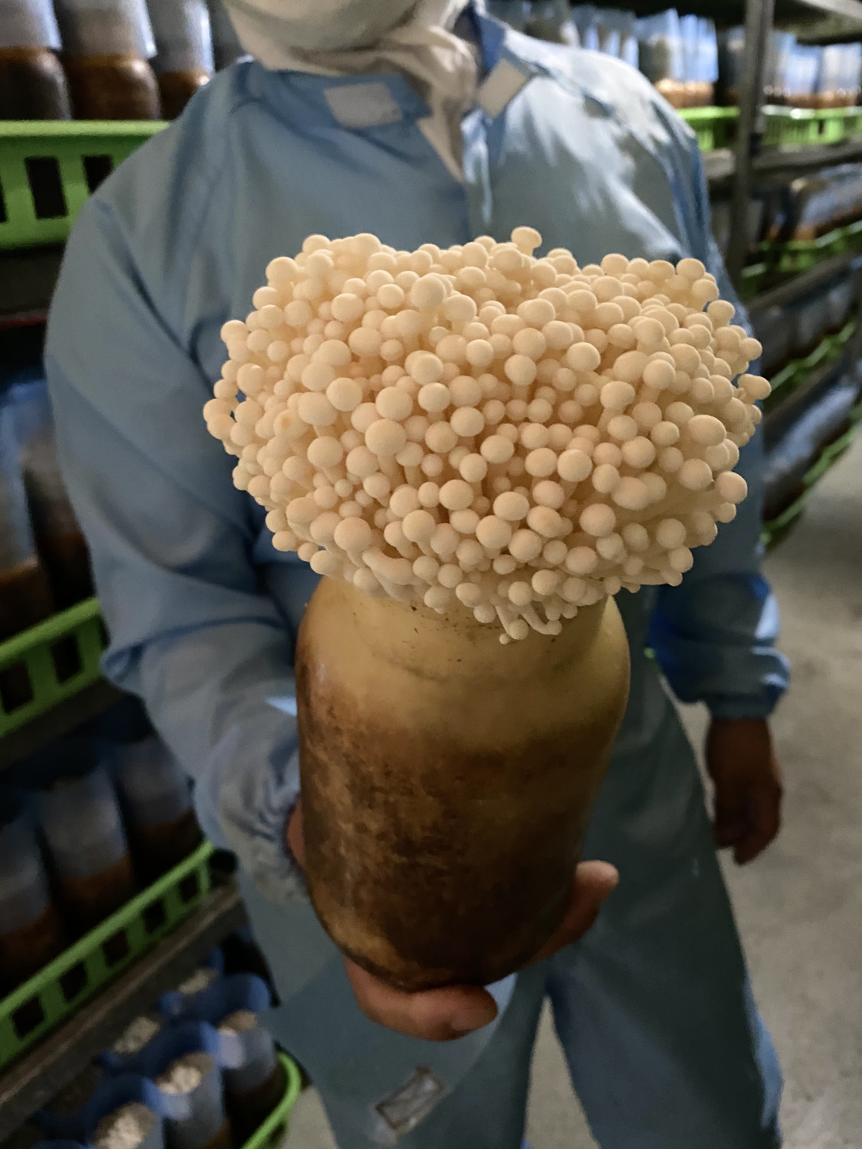 農家さんの工夫や愛情をうけて育つきのこたち