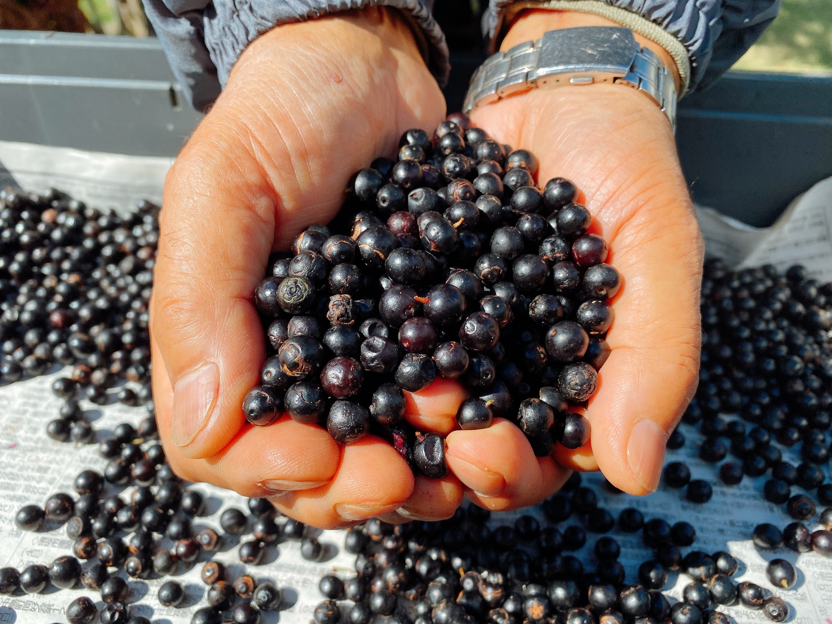 知る人ぞ知る！野趣あふれる山の果実、ナツハゼ