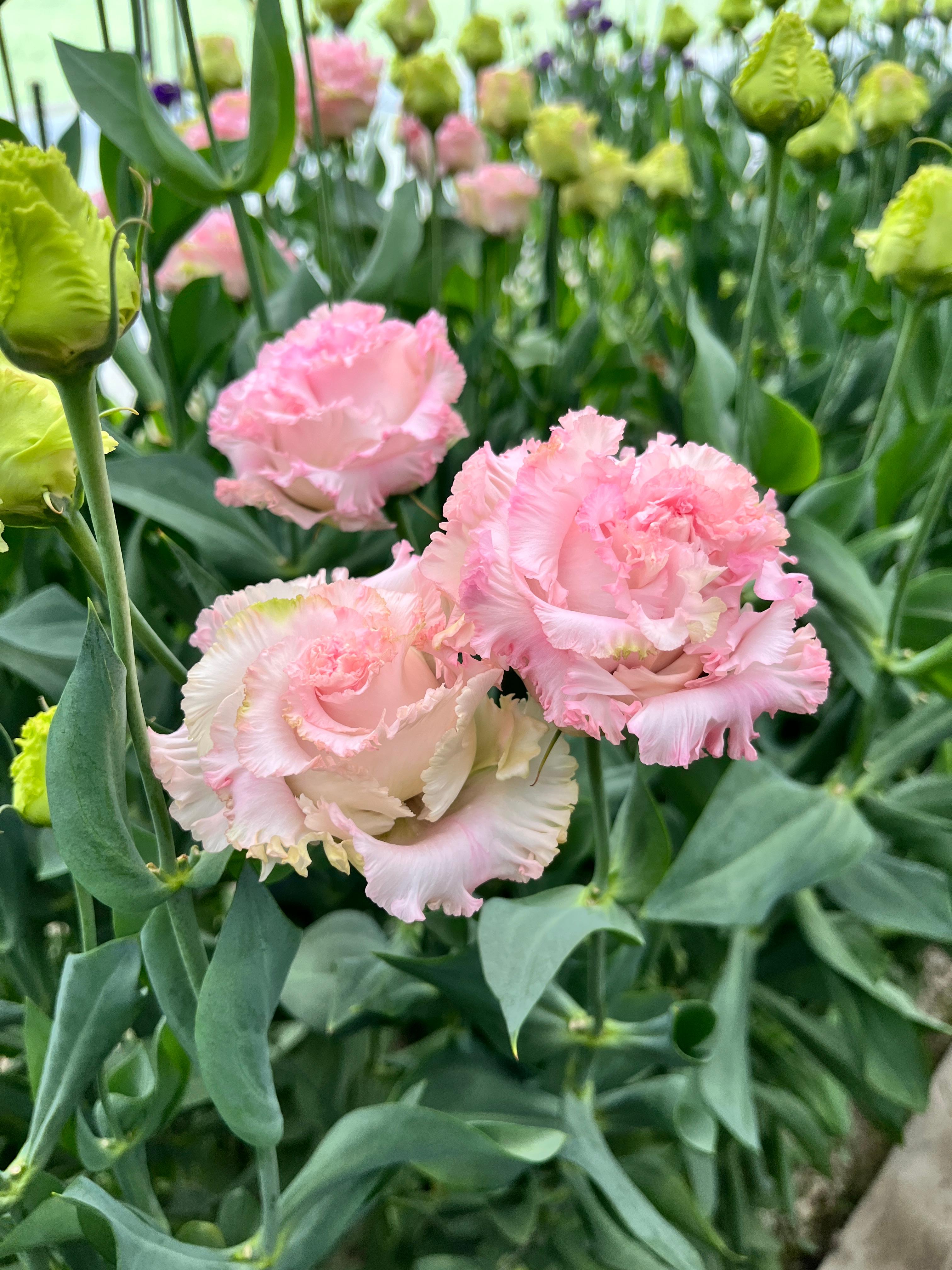 長野県千曲市から世界を魅了するリシアンサス