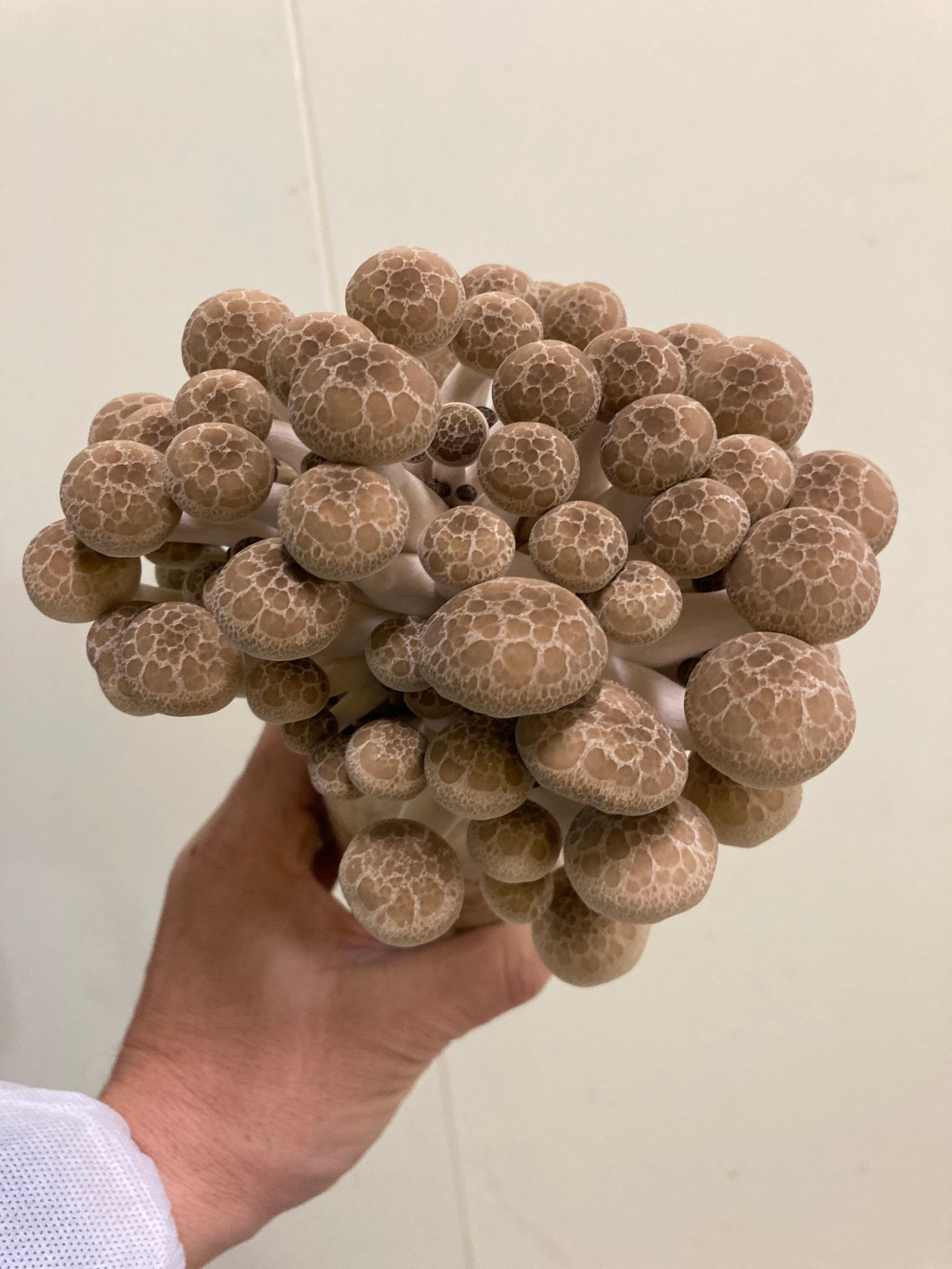 大きな大きな「ひと株ぶなしめじ」