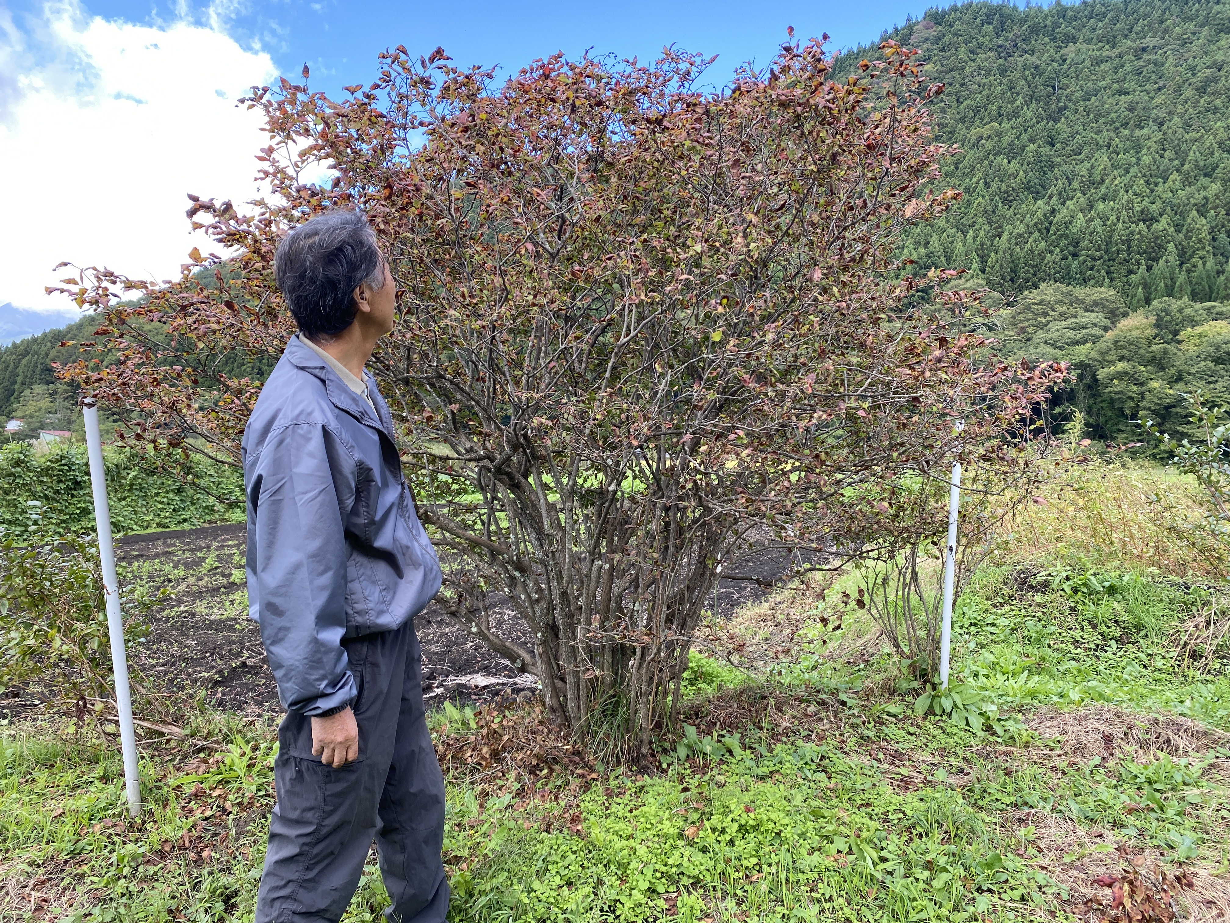 知る人ぞ知る！野趣あふれる山の果実、ナツハゼ