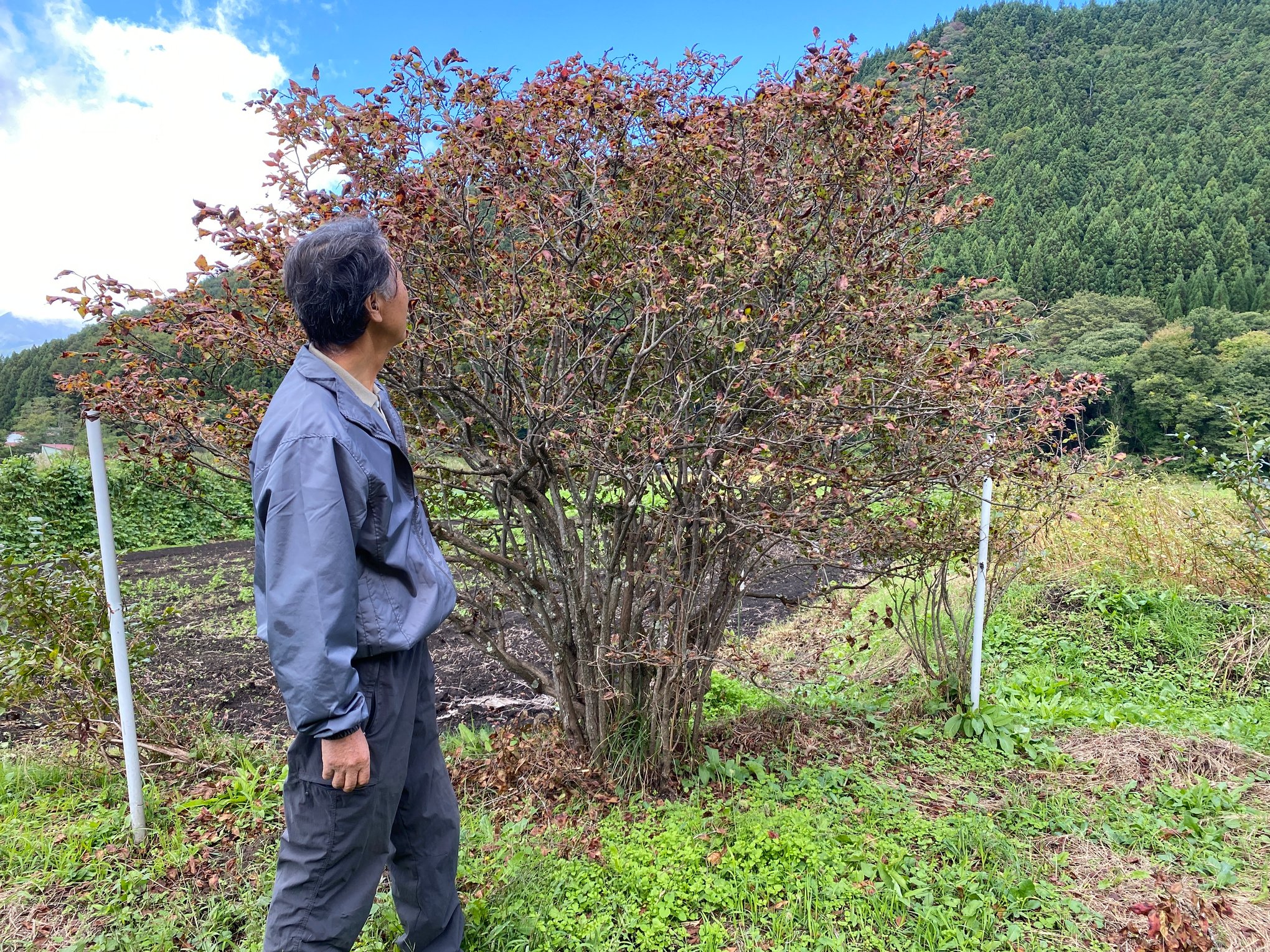 知る人ぞ知る！野趣あふれる山の果実、ナツハゼ