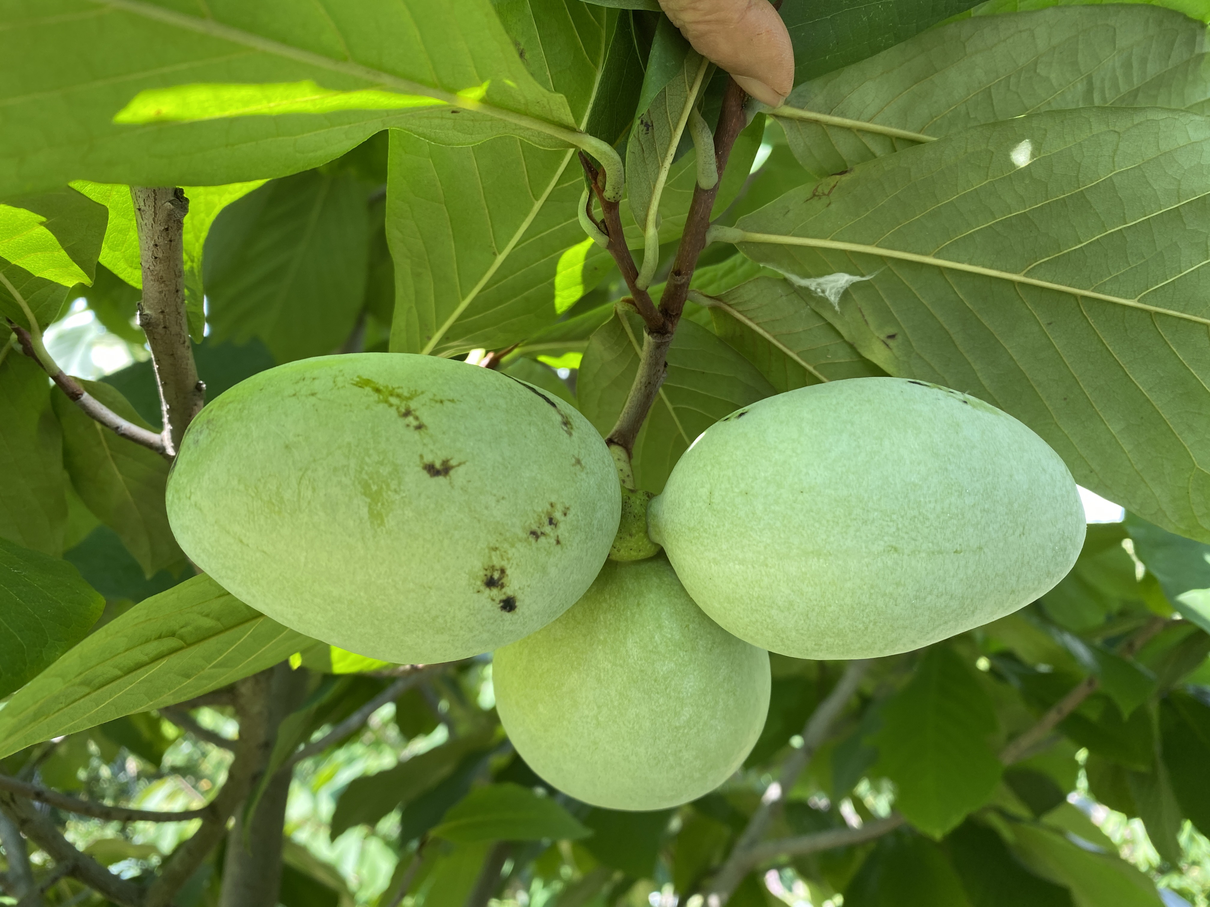 幻のフルーツ？！ポポーをご存知ですか