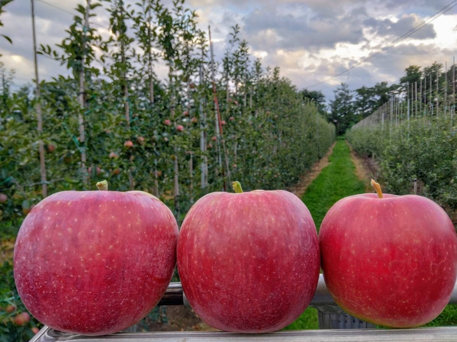 実食！信州生まれの夏りんご。もう、まずいなんて言わせない！