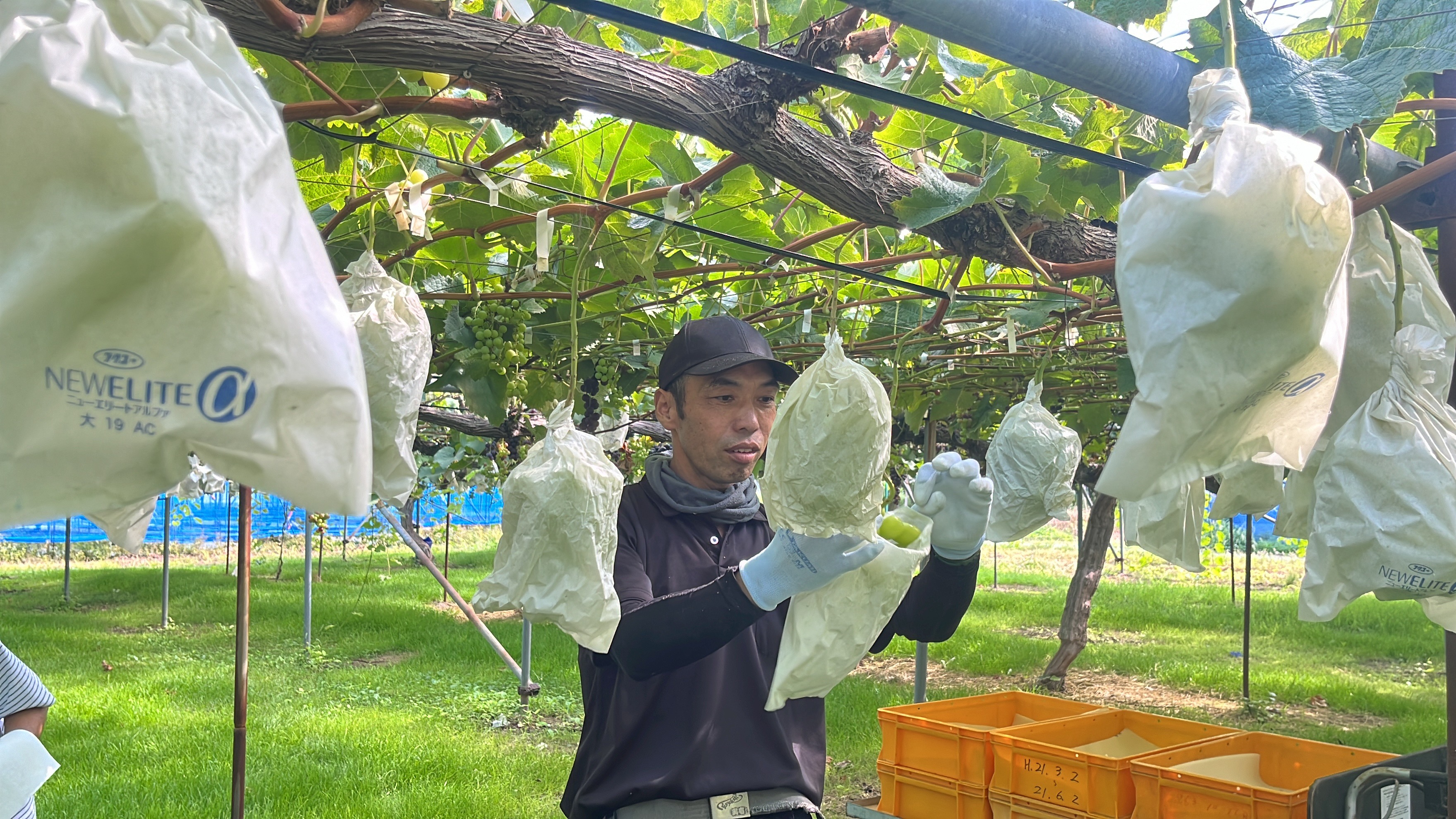 長野県産の人気3種をまとめた「ぶどう三姉妹®️」