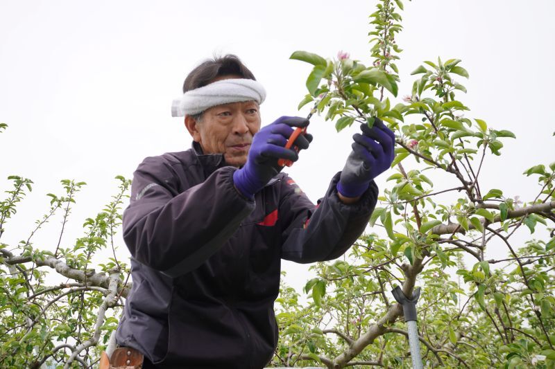 りんごの花に囲まれて。春の農作業体験記