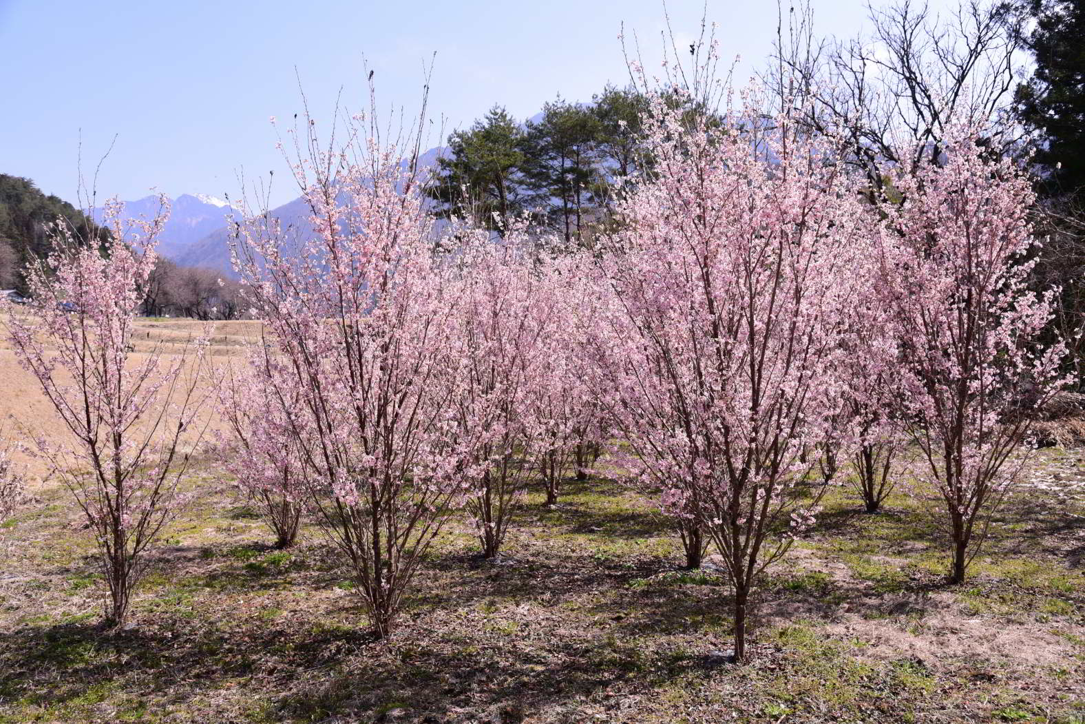 ハレの日を彩る「啓翁桜」は冬が最盛期 ハレの日を彩る「啓翁桜」は冬が最盛期