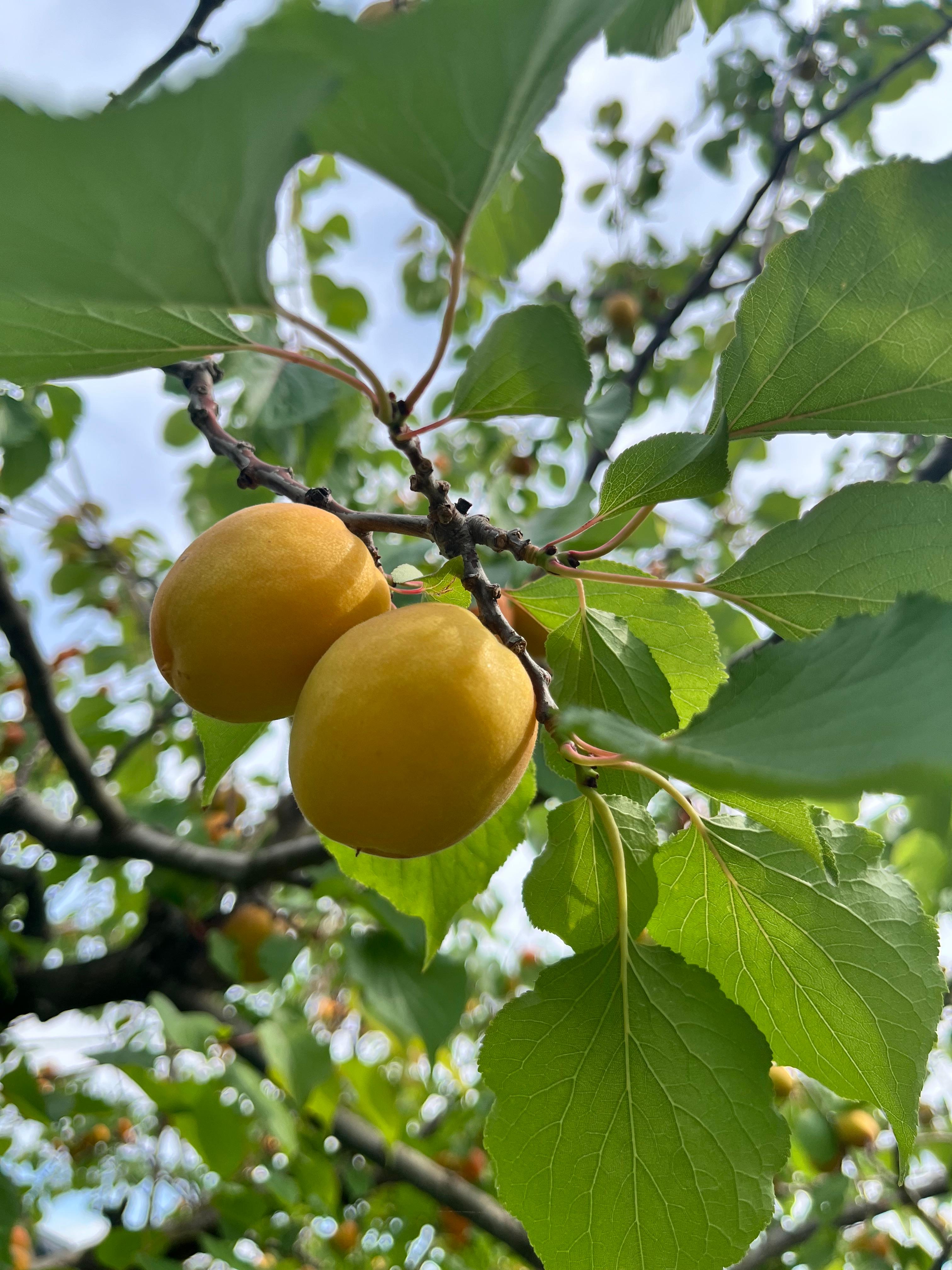 SBCテレビ番組「？クイズ！違和感を探せ！」6月放送「あんず」