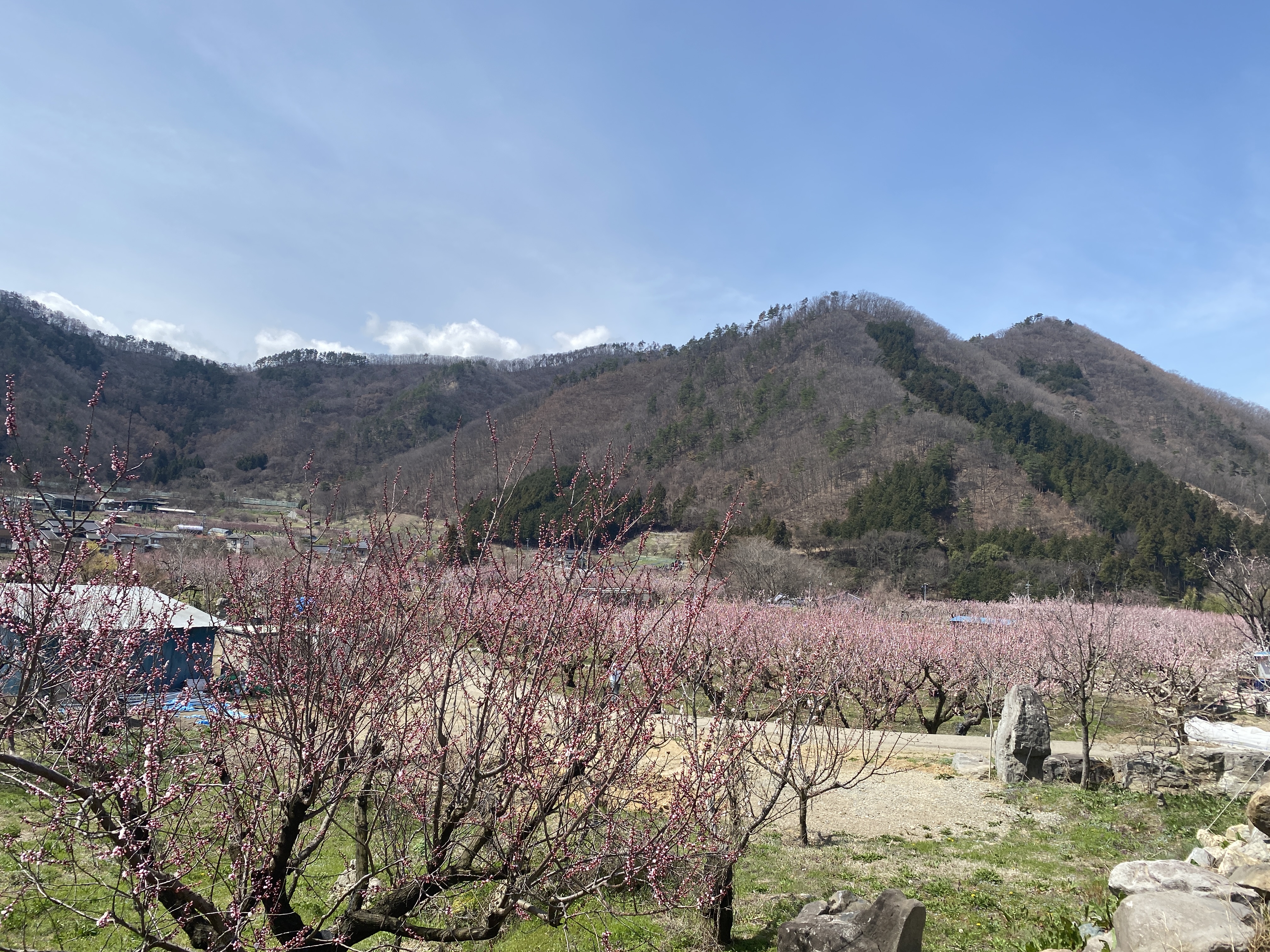 一目十万本」あんずの里で春を満喫