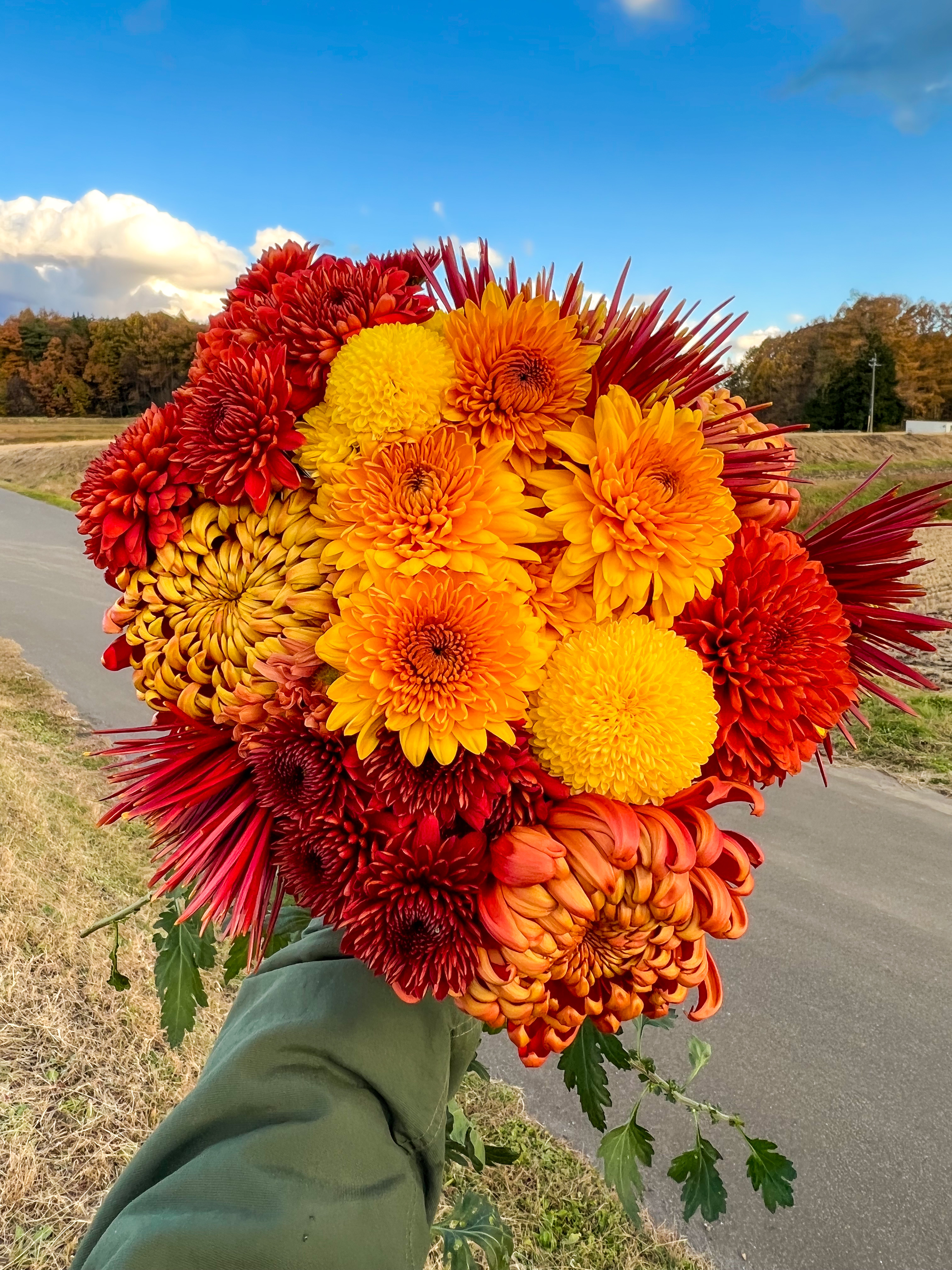 移住&新規就農した菊農家の挑戦