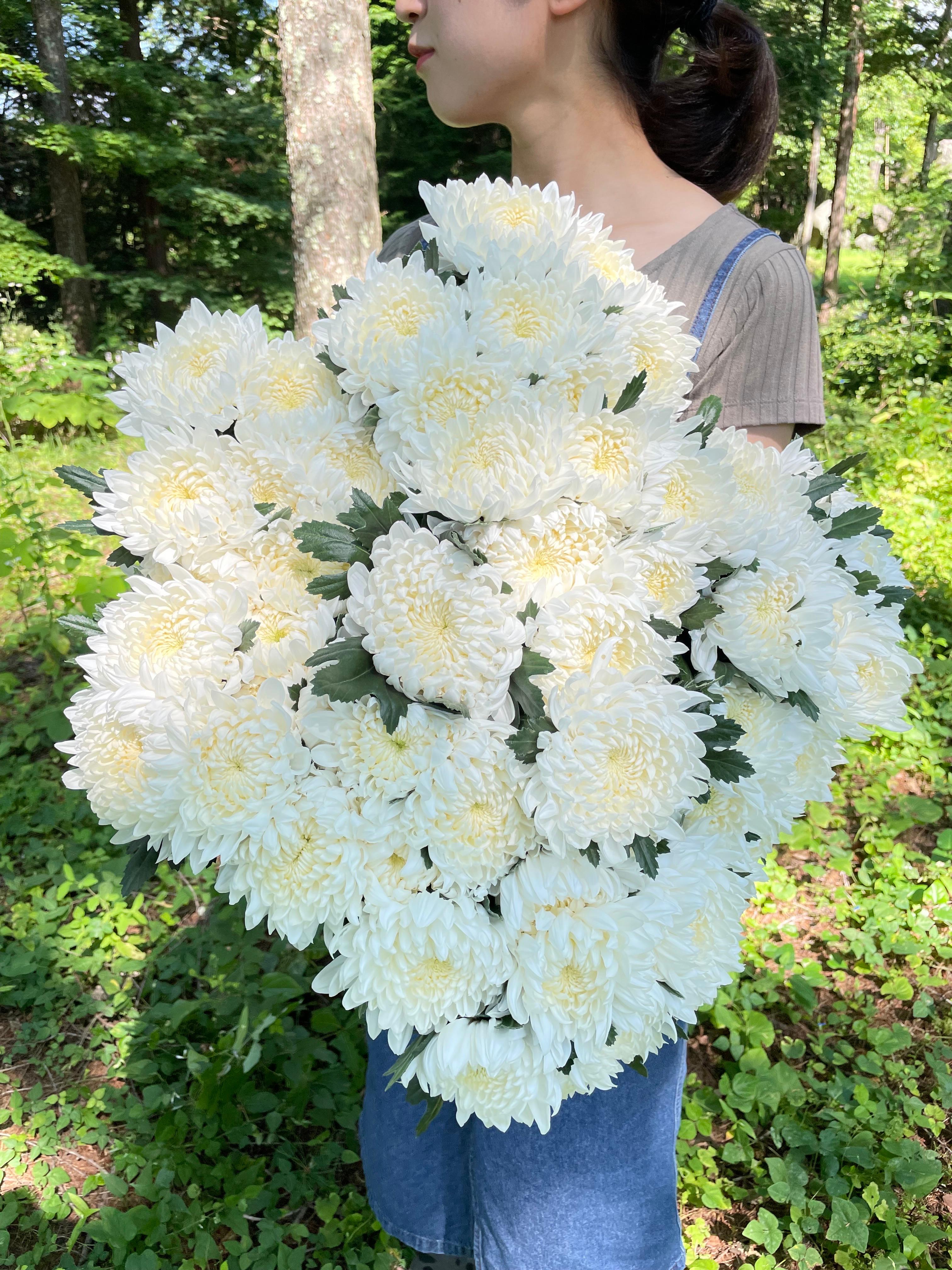 移住&新規就農した菊農家の挑戦