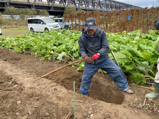 村山早生ごぼうを収穫する生産者