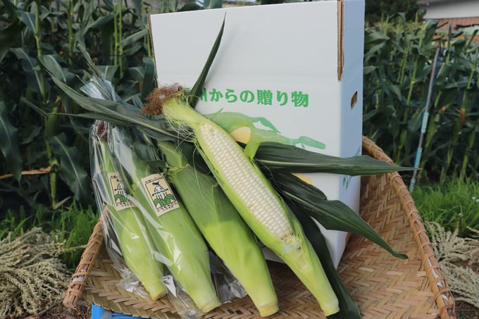 寺畑農園公式Instagram